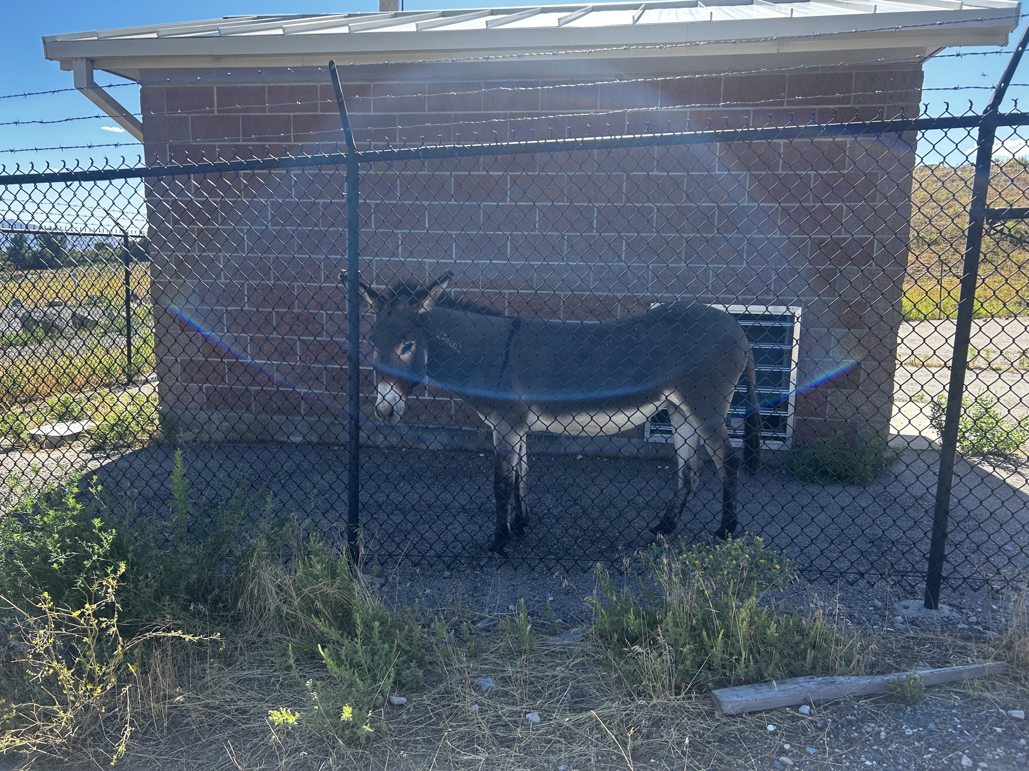 a donkey behind a fence